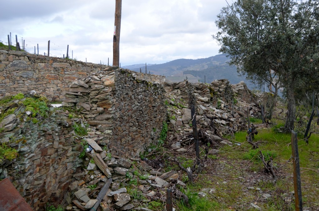Up close view of the walls that have supported the hillside vineyards for hundreds of years.