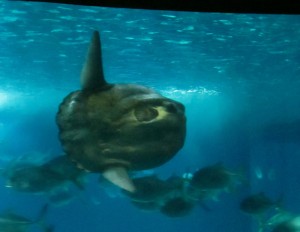The sunfish!